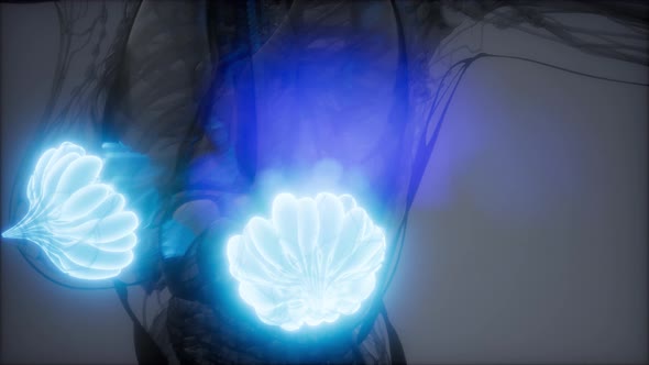 Medically Accurate Illustration of an Obese Womens Mammary Glands alt