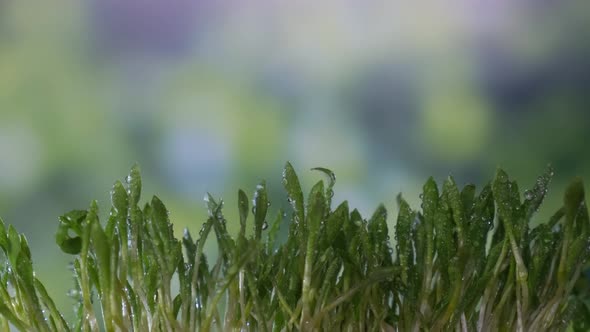 Germination Sprouted Wheat on Table