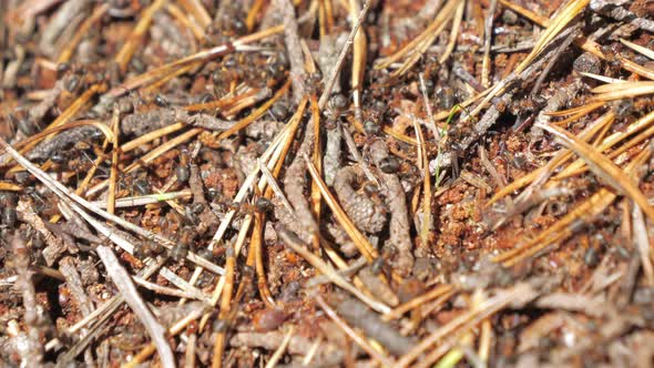 The Closer Look of the Red Ants on the Anthill in Espoo Finland