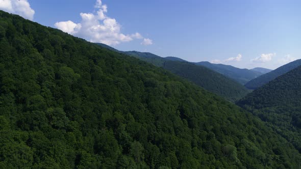 The Mountains is Completely Covered with Centuries-Old Trees in the Summer Aerial View