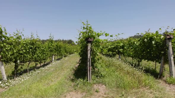 A Steady Shot of Vineyard Rows During a Hot, Dry and Very Bright Afternoon