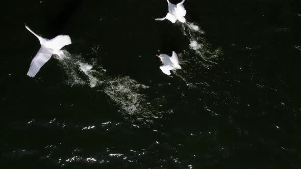 Swans taking off from the water, 4k drone, 50% slow.