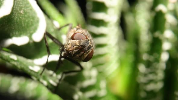Gray Winged Fly Insect Sits on an Evergreen Succulent Plant