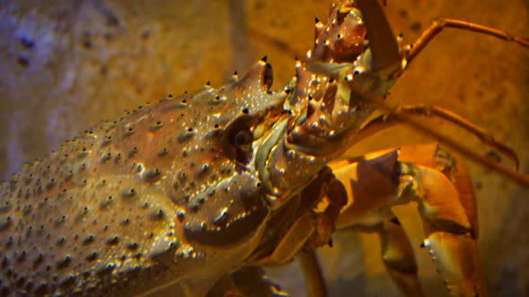 close up of a southern rock lobster