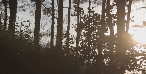 Forest At Sunset