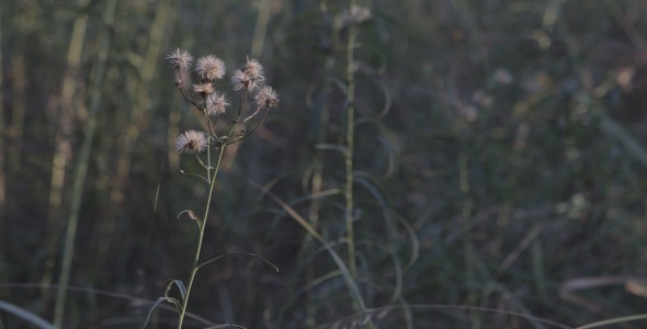 Forest At Sunset