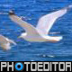 Sea And Seagulls - VideoHive Item for Sale