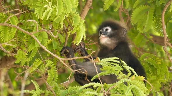Cute Spectacled Leaf Langur, Dusky Monkey on Tree Branch Amidst Green Leaves in Ang Thong National