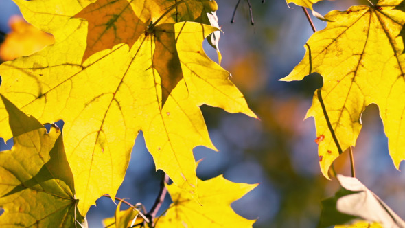 Yellow Maple Leaves