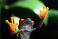 Tree Frog on glass - PhotoDune Item for Sale