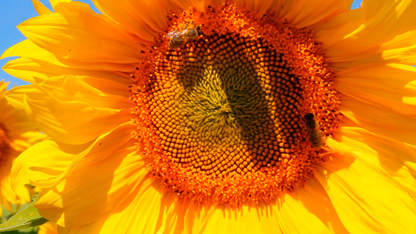 Bee Pollination On Sunflower 1