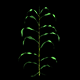 Corn Growth Plant - VideoHive Item for Sale