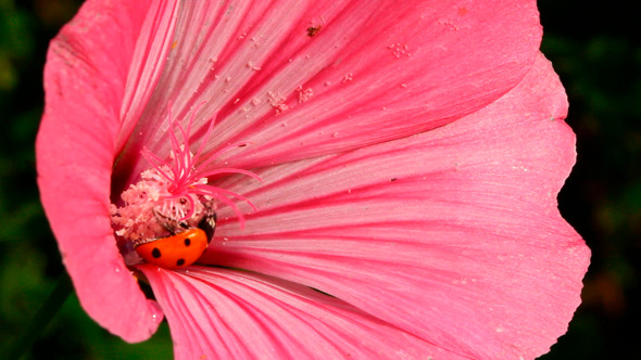 Ladybug On Flower 1