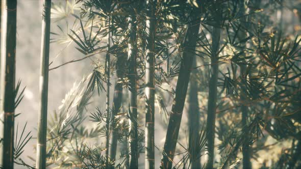 Asian Bamboo Forest with Morning Sunlight