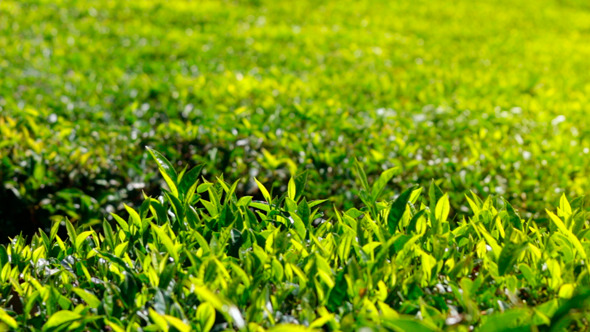 Tea Plants In India 1