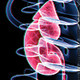 Renal And Skeleton 2 - VideoHive Item for Sale