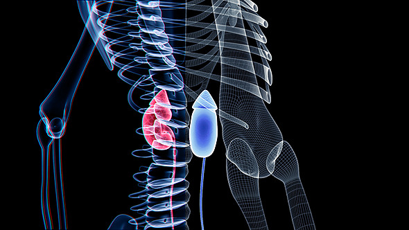 Renal And Skeleton 2