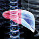 Liver And Skeleton 2 - VideoHive Item for Sale