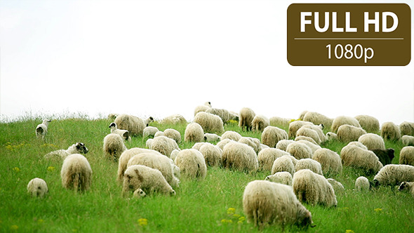 Group of Sheep Grazing in the Field 2
