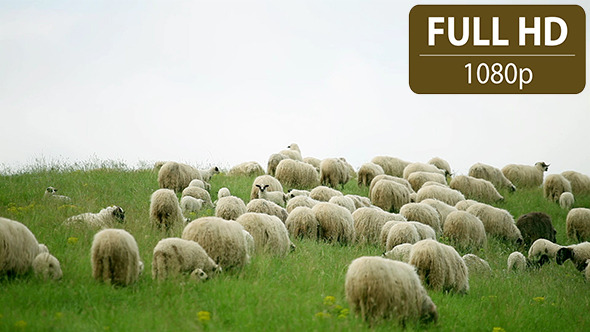 Group of Sheep Grazing in the Field 7