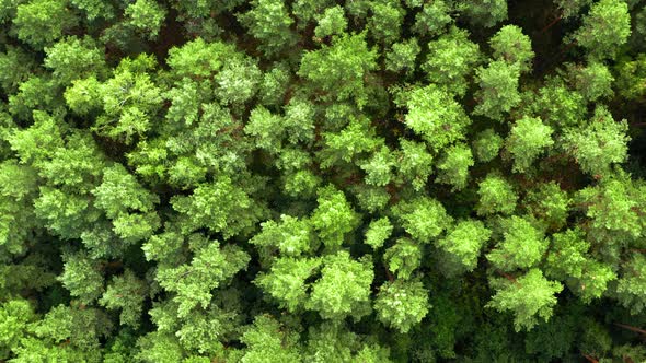 Top down view of swaying trees on wind