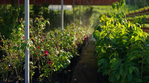 Automatic Irrigation in Modern Greenhouse Watering of Flowers and Berry Plants