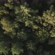 Morning broadleaf forest - Top down view - VideoHive Item for Sale