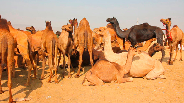 Pushkar Camel Fair 1