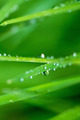 nature background - PhotoDune Item for Sale