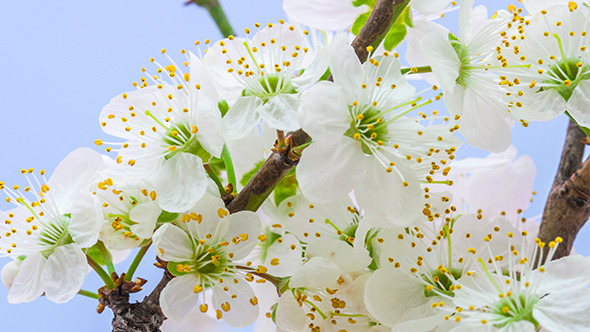 Wild Plum Flower Blossoming 1