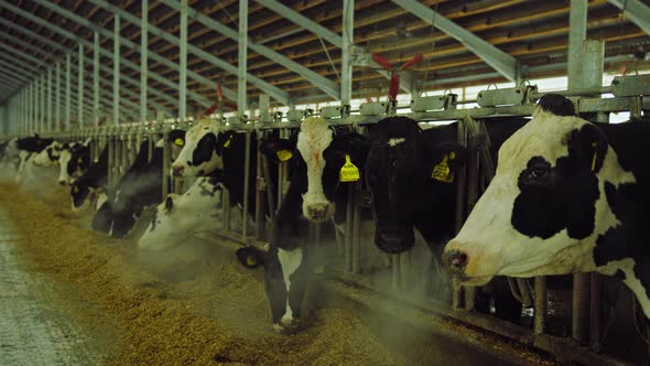 Modern Farm Cowshed with Milking Cows Eating Hay