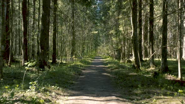 Path in the Forest