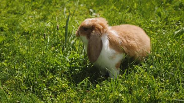 Easter Red Rabbit Sits on the Green Grass in a Meadow in Summer