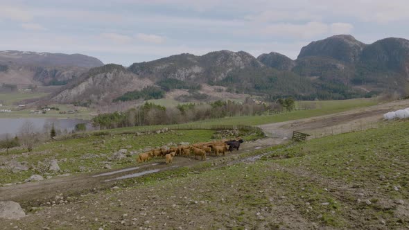 aerail drone pushes in on herd of highland cattle grazing in rocky field, pasture.