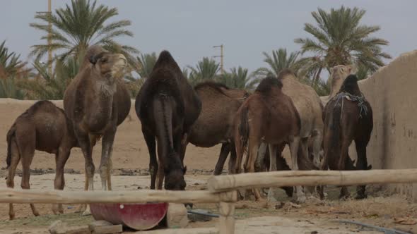 Camel Farm