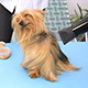 Blow-Drying a Yorkshire Dog - VideoHive Item for Sale
