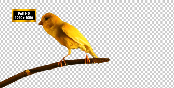 Canary Bird Singing  2