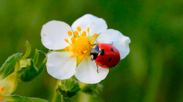 Ladybug On Wild Flower