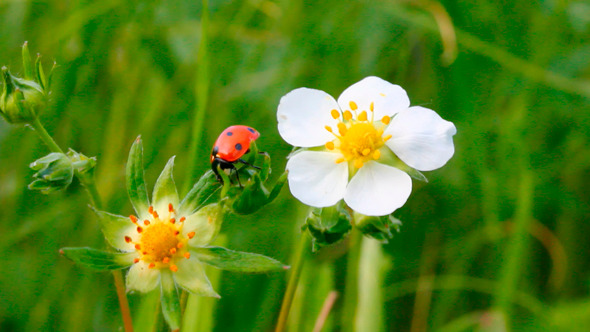 Ladybug On Strawberry alt