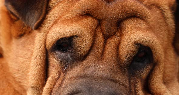 Detail View Wrinkled Face And Head Of Shar Pei Dog Breed Sleeping. - close up
