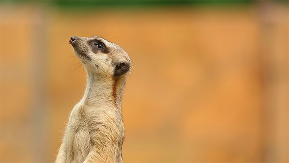 Meerkat