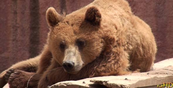 Brown Bear