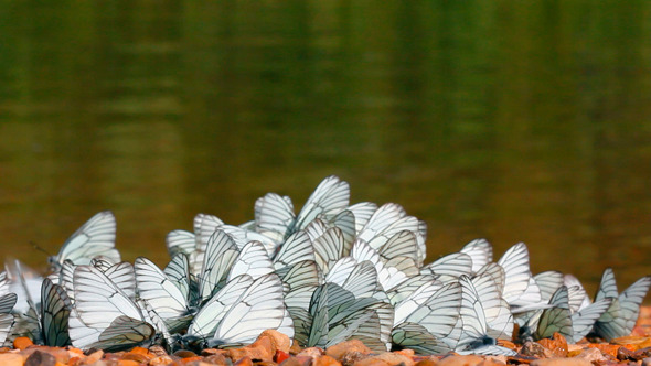 Many White Butterflies