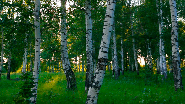 Birch Woods In Russia