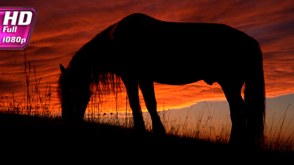 Horse Backlit Sunset