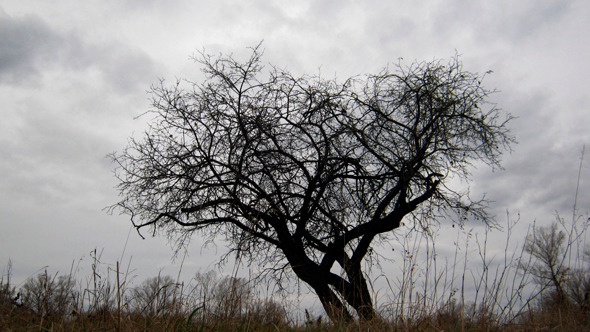 Dry Tree Under Moody Sky