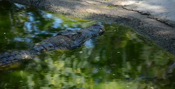 Crocodile or alligator in water