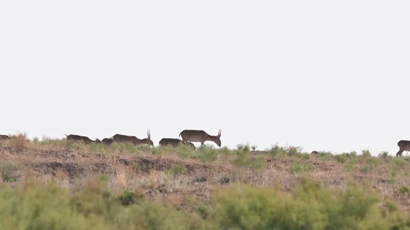 Wild Saiga Antelope or Saiga Tatarica Drinks in Steppe