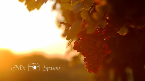 Grapes and Sunset