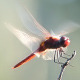 Red Veined Darter Dragonfly - VideoHive Item for Sale